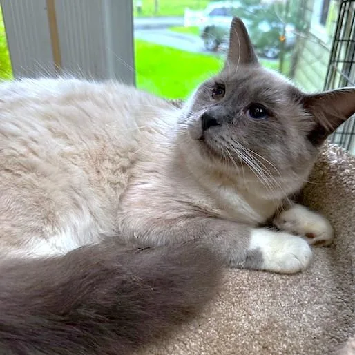 Nippet And Mookie thumbnail 3