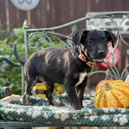 A baby medium-sized male Labrador Retriever dog named Bronco for adoption in Southport, CT