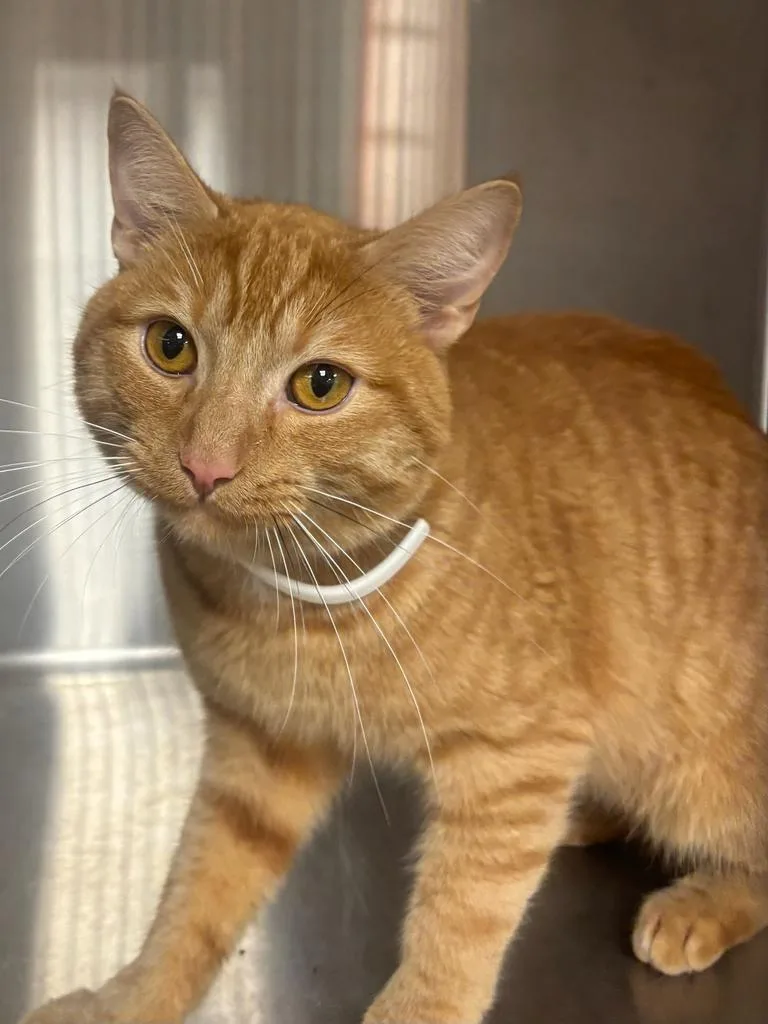 An adult large-sized male Domestic Short Hair cat named Carlos for adoption in Greenfield, IN