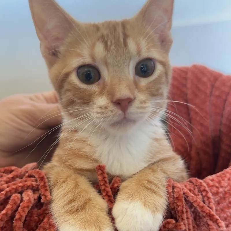A baby small-sized male Orange / Red Domestic Short Hair cat named Helix for adoption in Fredericksburg, VA