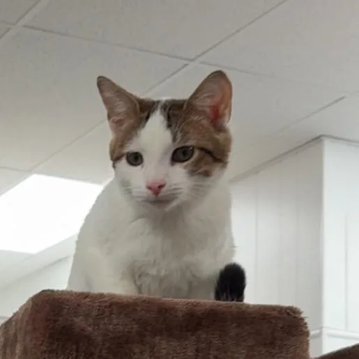 A young small-sized male White Domestic Short Hair cat named Mega for adoption in Greenfield, IN