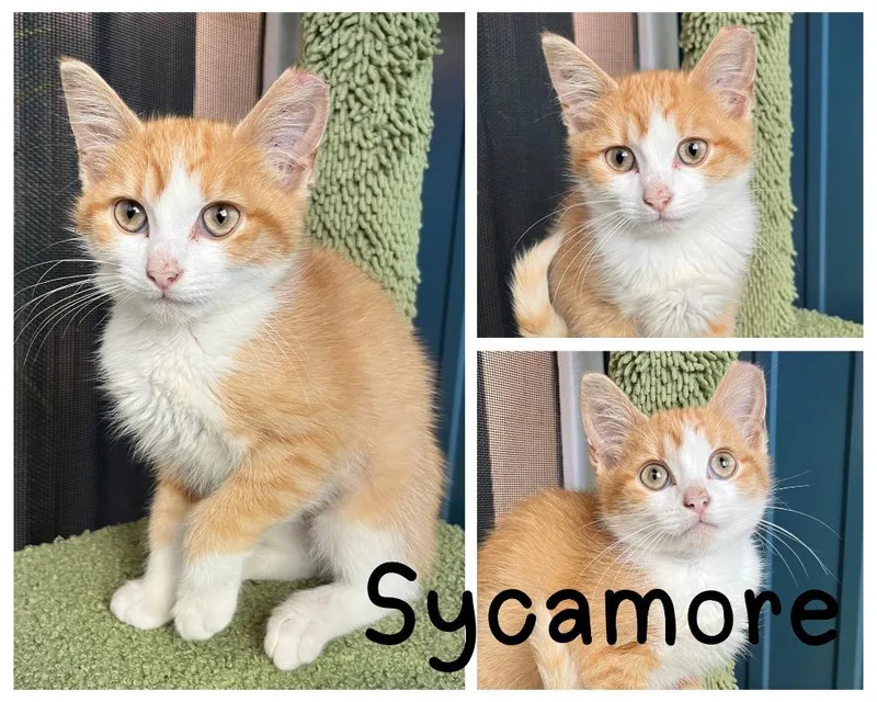 Sycamore