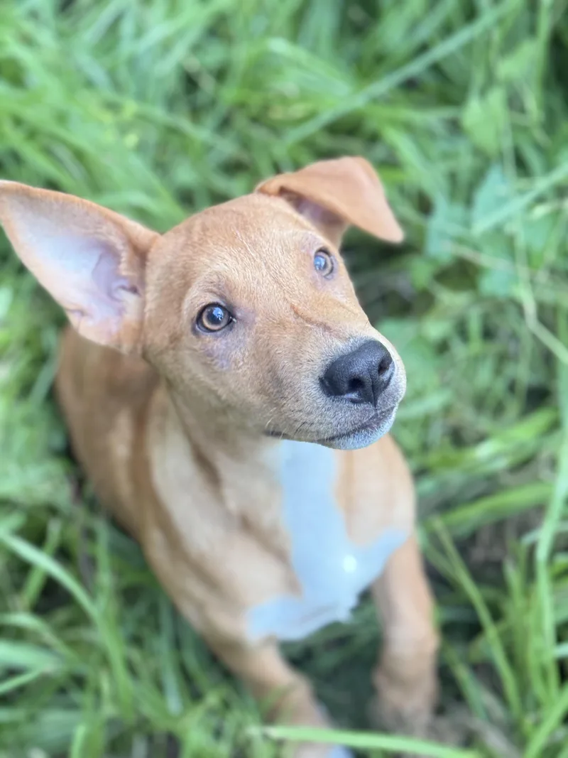 A baby small-sized male Jack Russell Terrier dog named Chance for adoption in Spring, TX