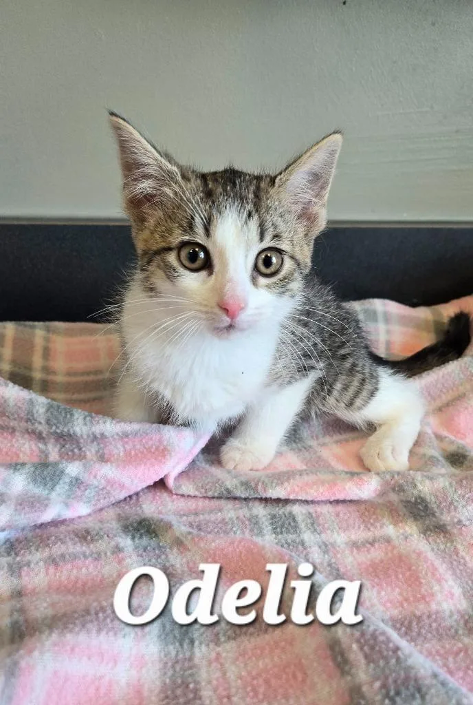 A baby small-sized female Domestic Short Hair cat named Odelia for adoption in Sidney, OH