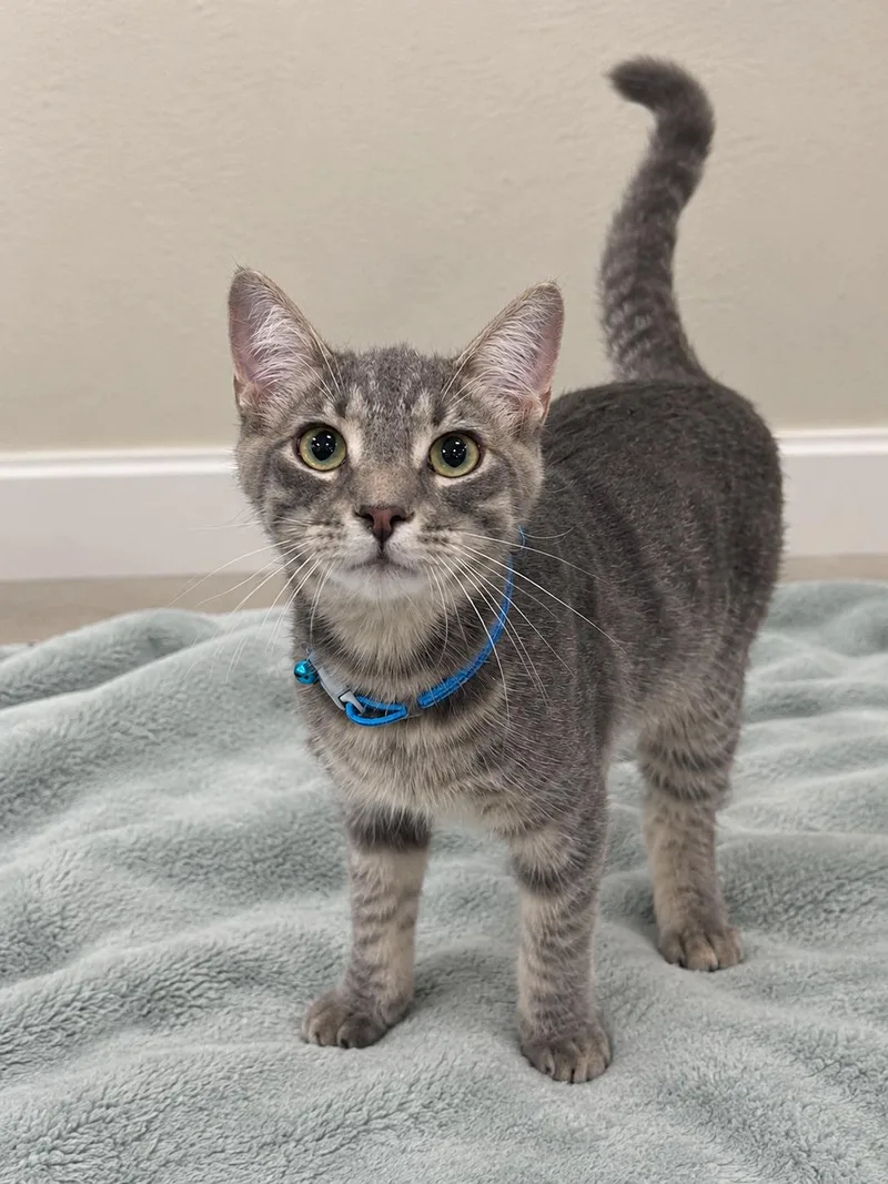 A baby medium-sized male Tabby (Gray / Blue / Silver) Tabby cat named Lucky for adoption in Oakley, CA