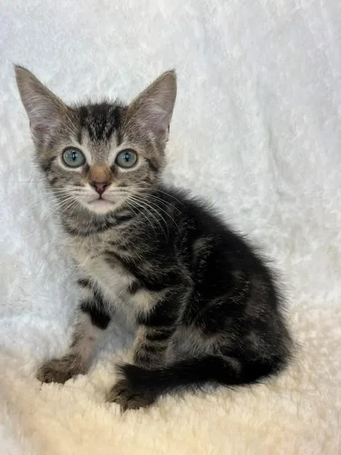 A young small-sized male Tabby (Gray / Blue / Silver) Domestic Short Hair cat named Boun for adoption in Tyler, TX