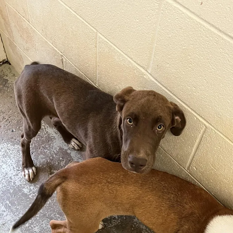 A young medium-sized female Brown / Chocolate Labrador Retriever dog named Addie for adoption in Dillon, SC