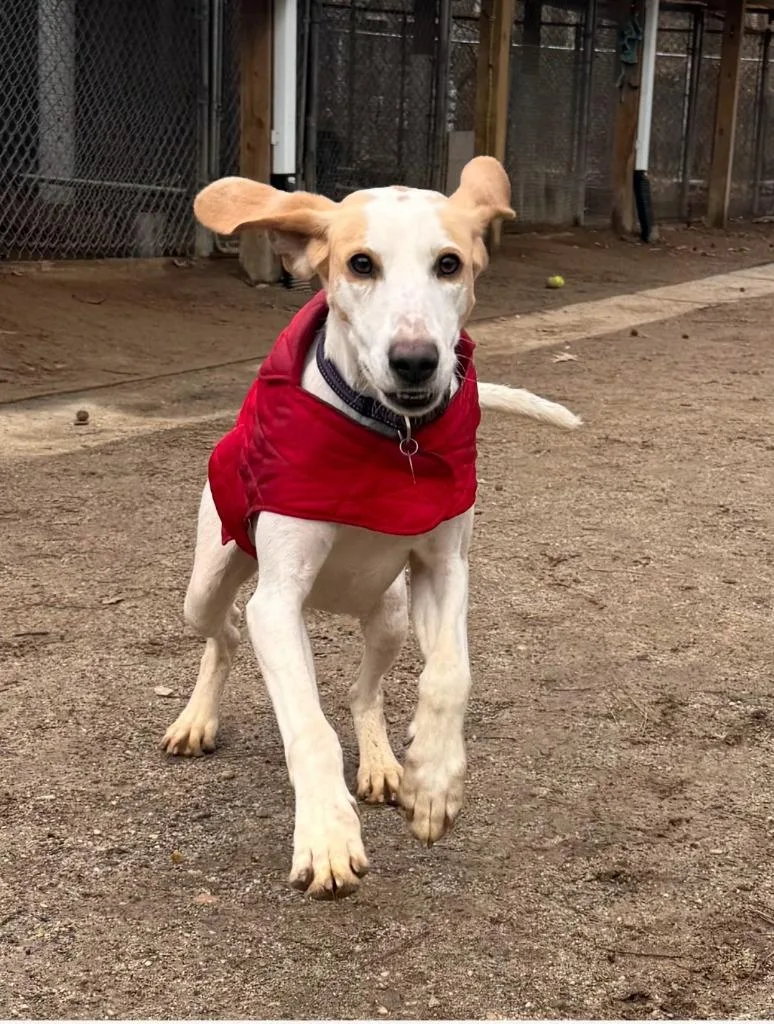 Creedence thumbnail 4