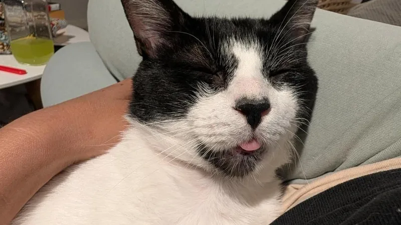 A young medium-sized male Black & White / Tuxedo Domestic Short Hair cat named Lalo for adoption in Chicago, IL