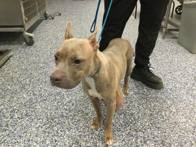An adult small-sized female Pit Bull Terrier dog named Willow Scout for adoption in Thousand Palms, CA