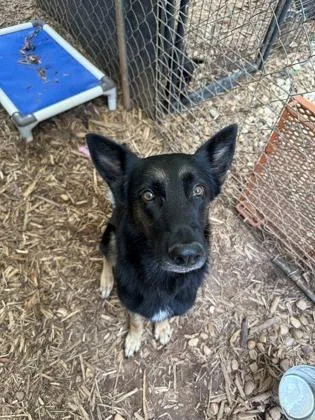 A young large-sized female German Shepherd Dog dog named Meriam for adoption in Cumming, GA