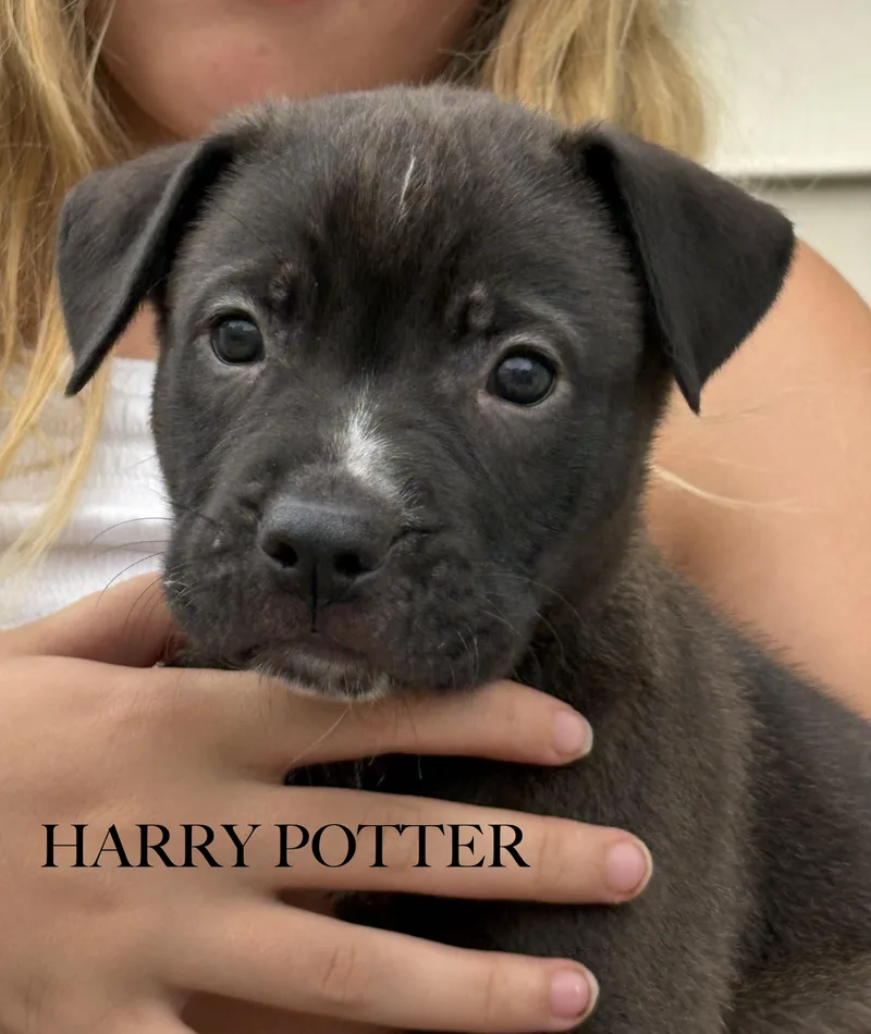 A baby medium-sized male Labrador Retriever dog named Harry Potter for adoption in Aurora, IL