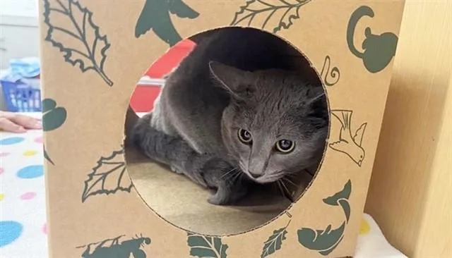 An adult small-sized male Domestic Short Hair cat named Big Mac for adoption in Saint Louis, MO