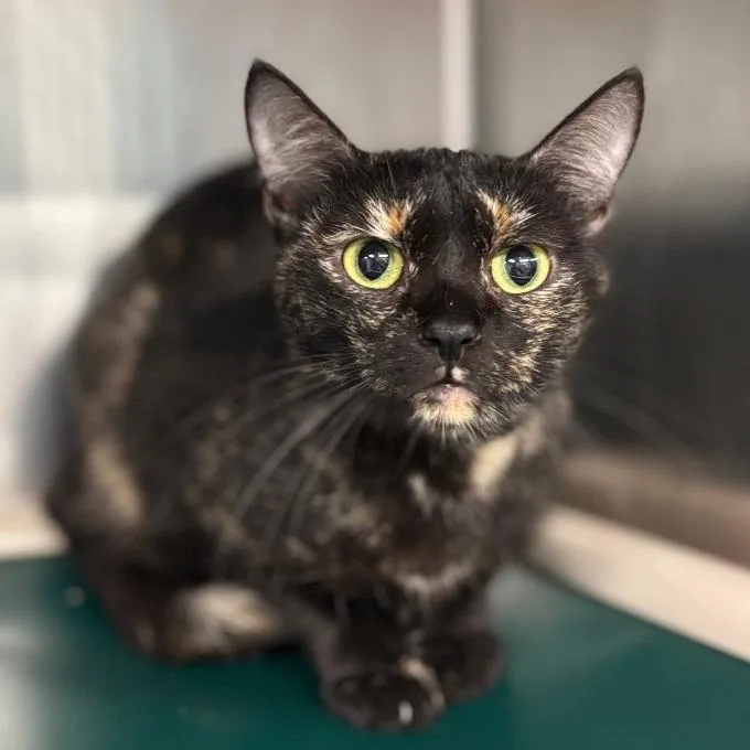 A young medium-sized female Tortoiseshell Domestic Short Hair cat named Celeste Petsmart Belleville for adoption in Belleville, IL