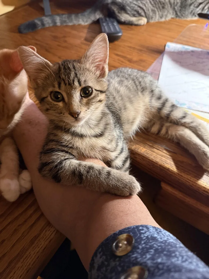 A baby medium-sized female Domestic Short Hair cat named McKinley for adoption in Wheaton, IL