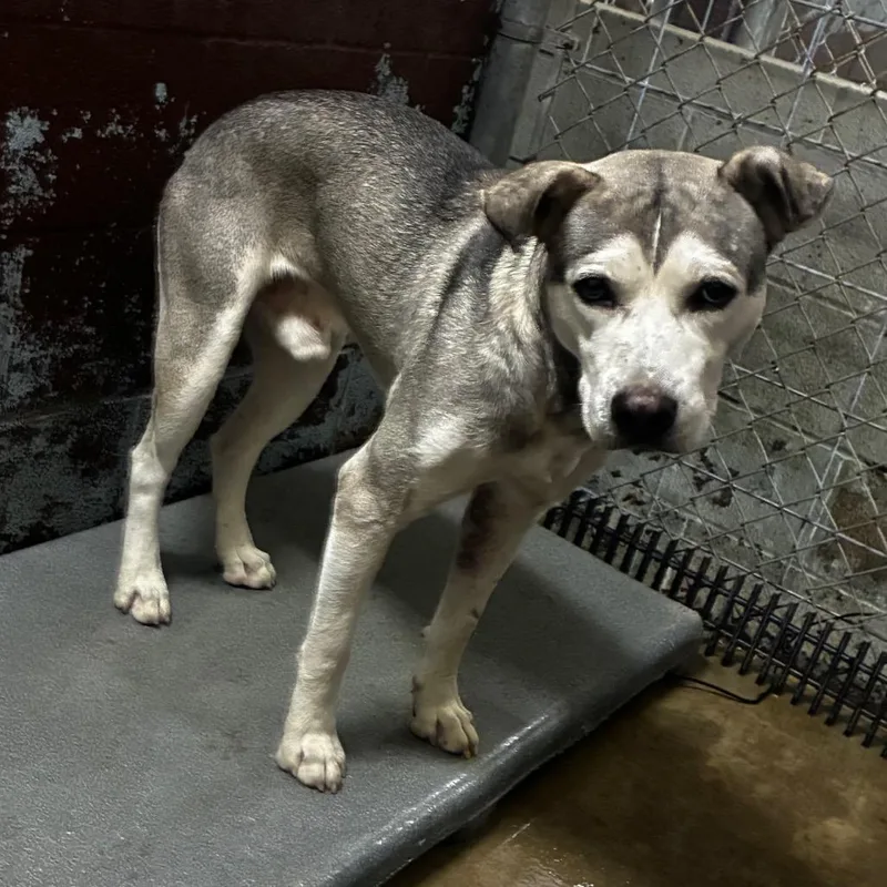 An adult medium-sized male Mixed Breed dog named Iceberg for adoption in Pine Bluff, AR