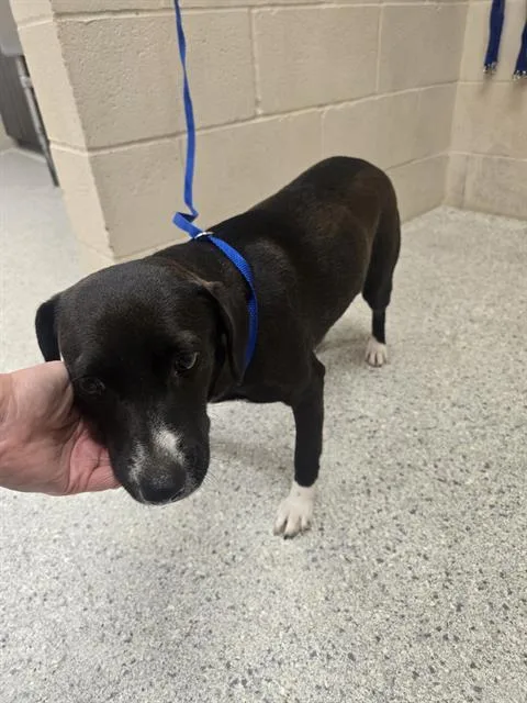 A young medium-sized female Labrador Retriever dog named Camilla for adoption in Conroe, TX