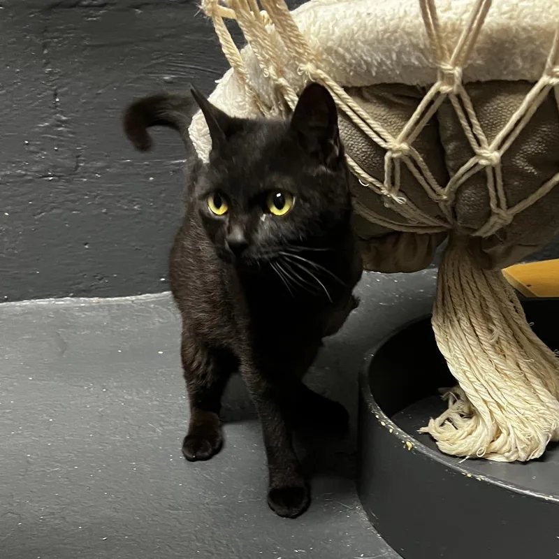 A young medium-sized female Black Domestic Short Hair cat named Misty for adoption in Birmingham, AL