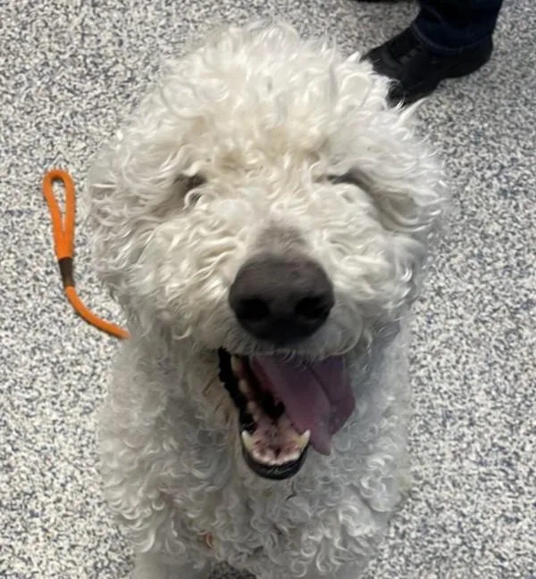 An adult large-sized male Standard Poodle dog named Odie for adoption in Golden, CO