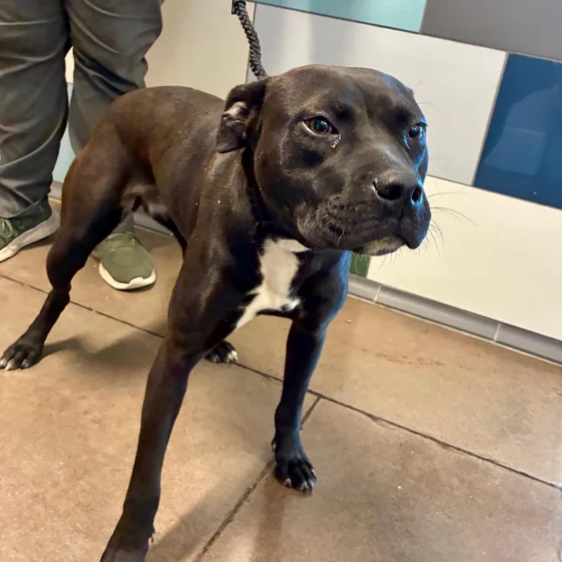 An adult medium-sized female Black Terrier dog named Galadriel for adoption in Chattanooga, TN