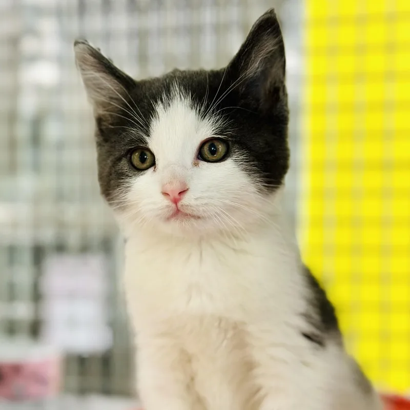 A baby medium-sized male Gray & White Domestic Short Hair cat named Boomer for adoption in Jackson, NJ