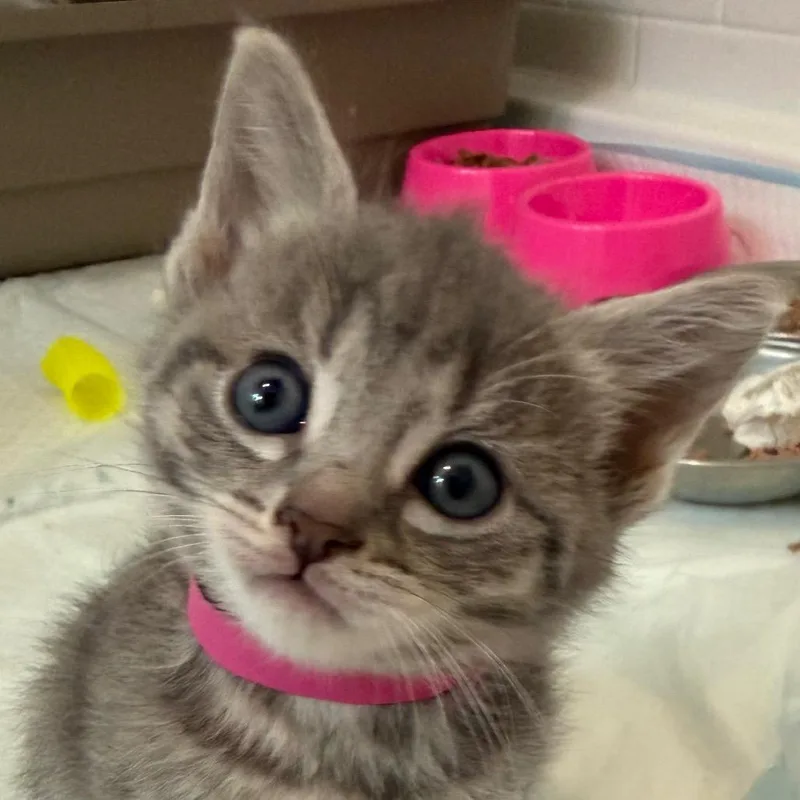 A baby small-sized female Gray / Blue / Silver Domestic Short Hair cat named Rita for adoption in Jefferson city, TN