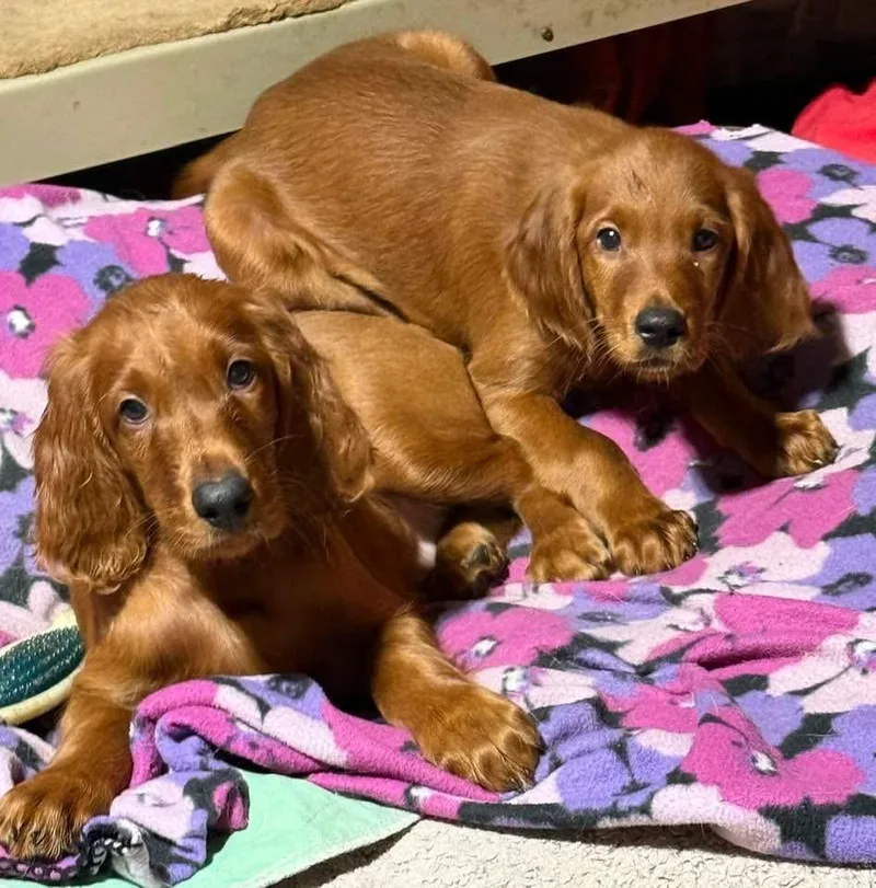 A baby large-sized male Irish Setter dog named Clark for adoption in North Freedom, WI