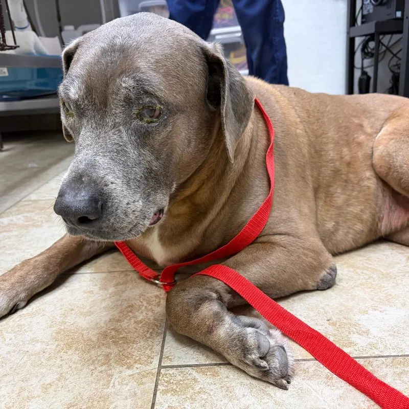 A senior extra large-sized male Brown / Chocolate Rhodesian Ridgeback dog named Bernie for adoption in Galveston, TX