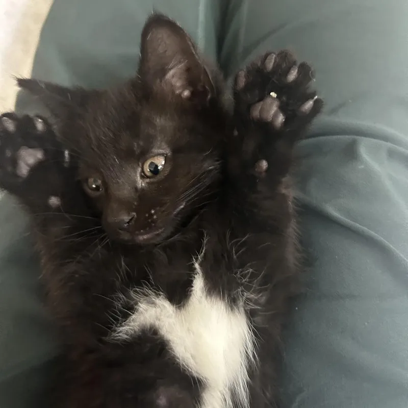 A young medium-sized female Black & White / Tuxedo Domestic Short Hair cat named Chicory for adoption in Evanston, IL
