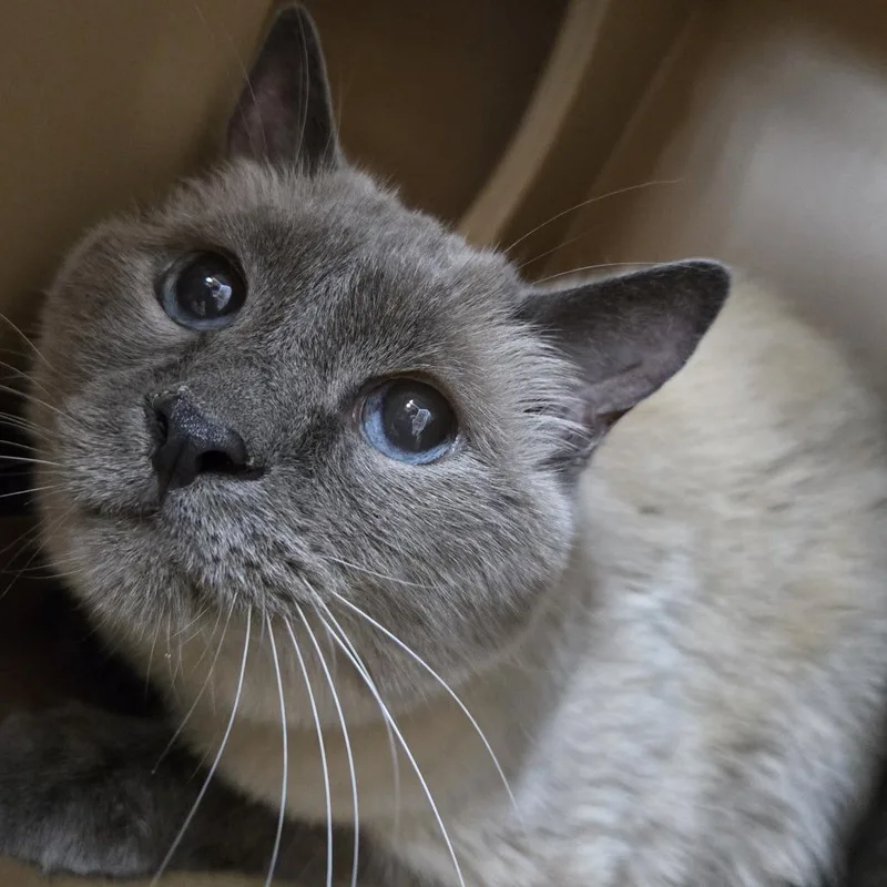 A senior medium-sized female Brown / Chocolate Tonkinese cat named Bella for adoption in Colorado Springs, CO