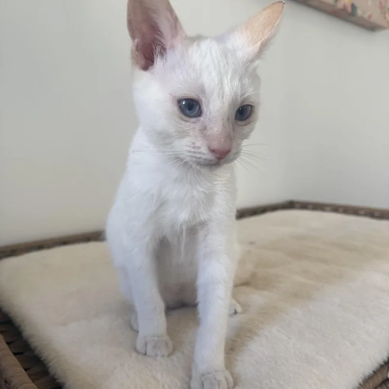 A baby small-sized male Flame Point Domestic Short Hair cat named Olaf for adoption in Tustin, CA