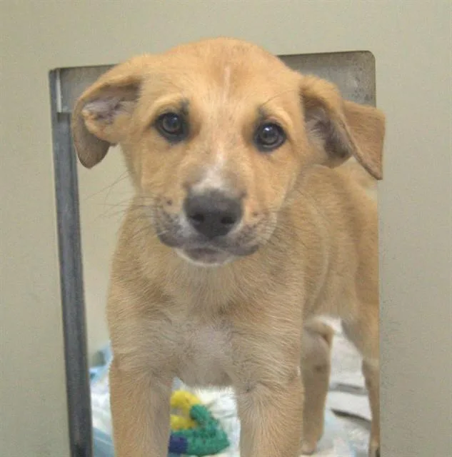 A baby large-sized male German Shepherd Dog dog named Graham for adoption in Cookeville, TN