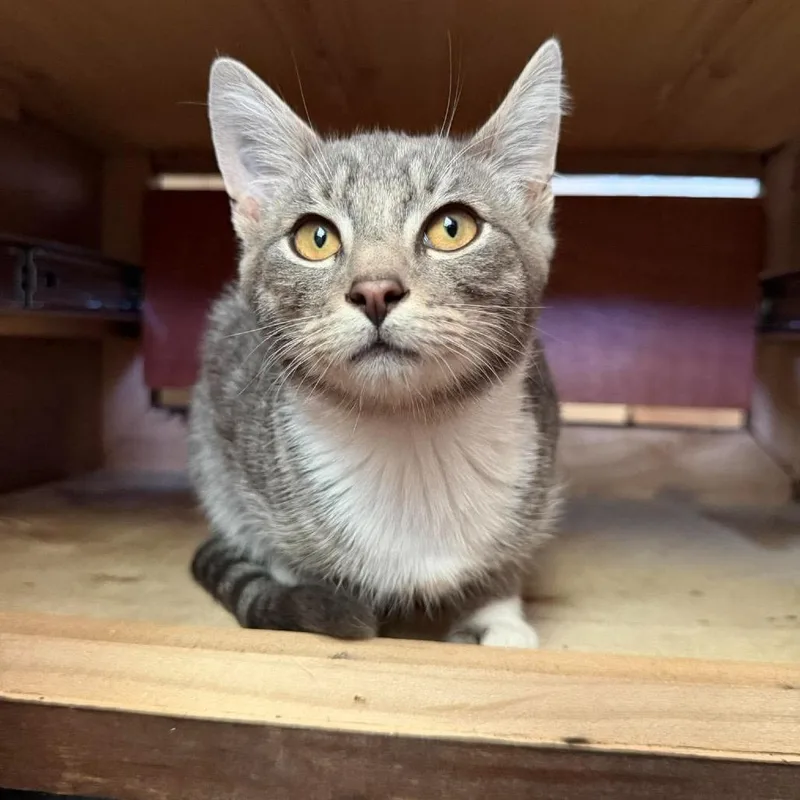 A baby small-sized male Gray / Blue / Silver Domestic Short Hair cat named Atlas for adoption in Nampa, ID