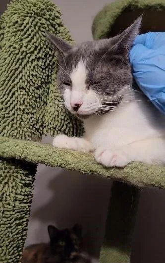 A young medium-sized female Gray & White Oriental Short Hair cat named Annette for adoption in Lyons, IL