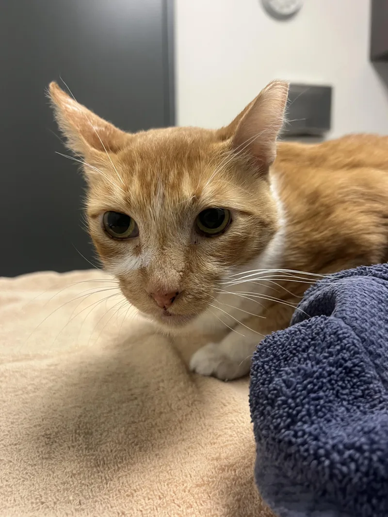 An adult extra large-sized male Domestic Short Hair cat named Latte for adoption in Chico, CA