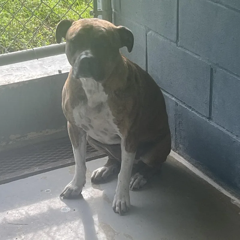 An adult large-sized female Pit Bull Terrier dog named Bitsy for adoption in Richmond Hill, GA