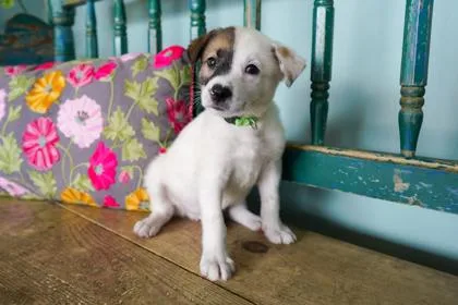 A baby small-sized male Border Collie dog named Virgil for adoption in San Antonio, TX