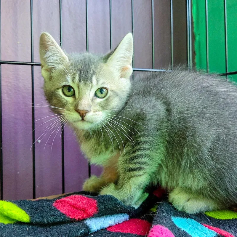 A baby small-sized female Gray / Blue / Silver Domestic Short Hair cat named Girlboss for adoption in San Diego, CA