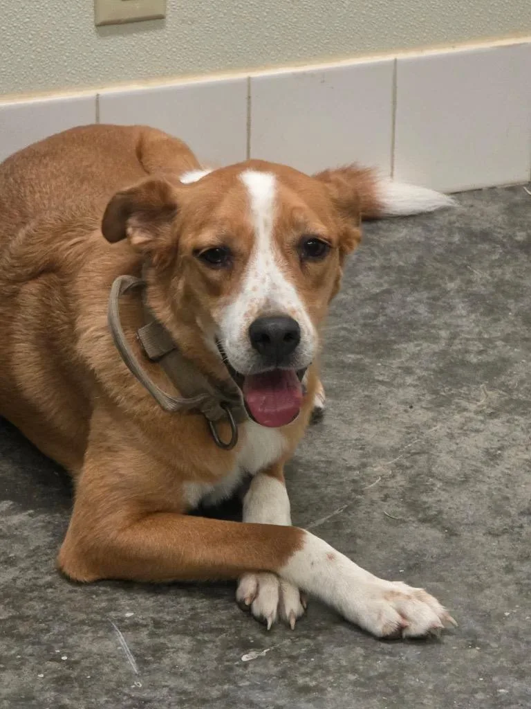 An adult medium-sized female Labrador Retriever dog named Rosie for adoption in Neosho, MO