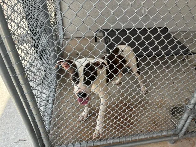 A young medium-sized male Mixed Breed dog named Gitli for adoption in West Palm Beach, FL