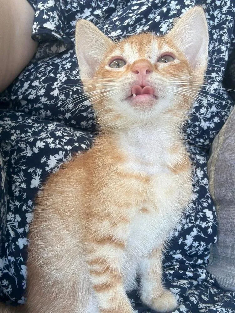 A baby medium-sized male Tabby (Orange / Red) Domestic Short Hair cat named Mango for adoption in Oceanside, CA