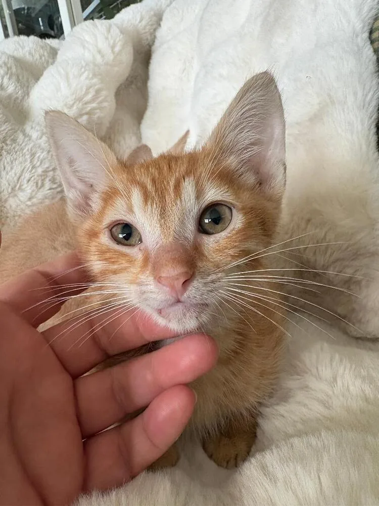 Mango thumbnail 2