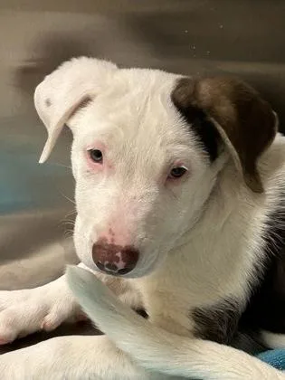 A young large-sized male Pit Bull Terrier dog named Rhett for adoption in Kansas City, MO