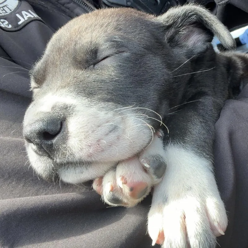 A baby small-sized male Black Shar-Pei dog named Snorlax for adoption in Galveston, TX