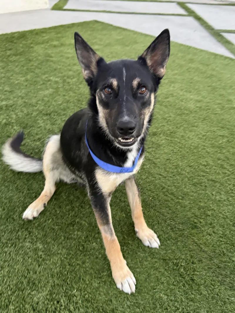 A young medium-sized male German Shepherd Dog dog named Rupert for adoption in Los Angeles, CA