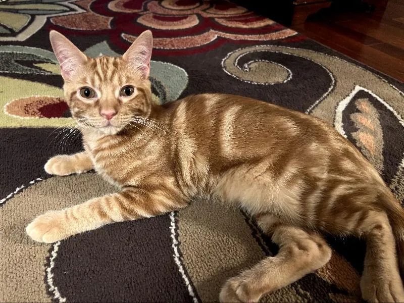 Shazam T thumbnail 2