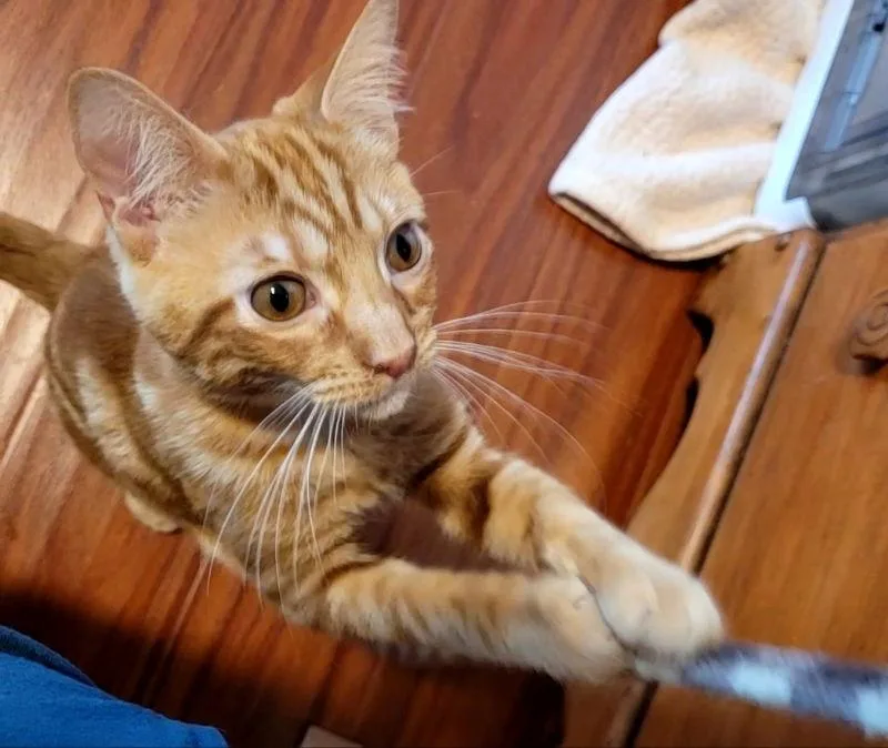 Shazam T thumbnail 3