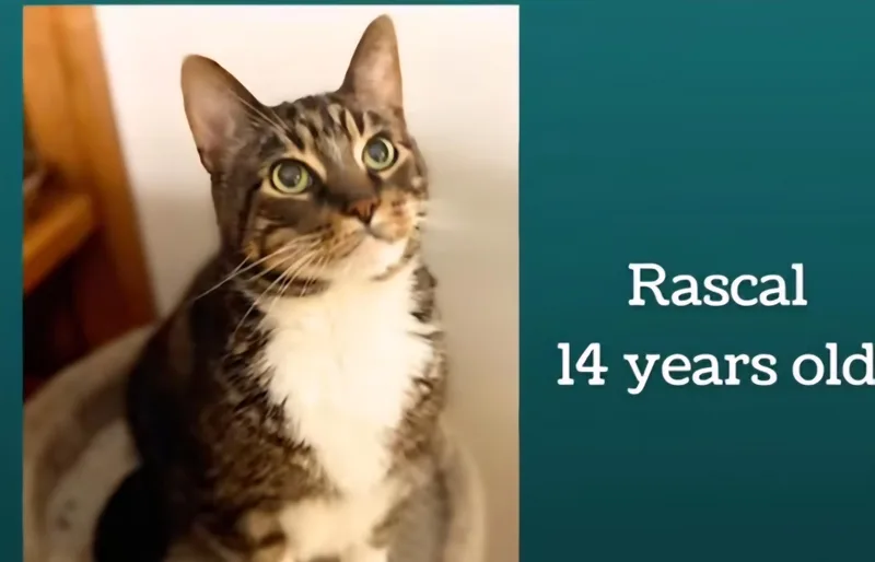 An adult medium-sized male Tabby (Brown / Chocolate) Domestic Short Hair cat named Rascal for adoption in Monticello, IL