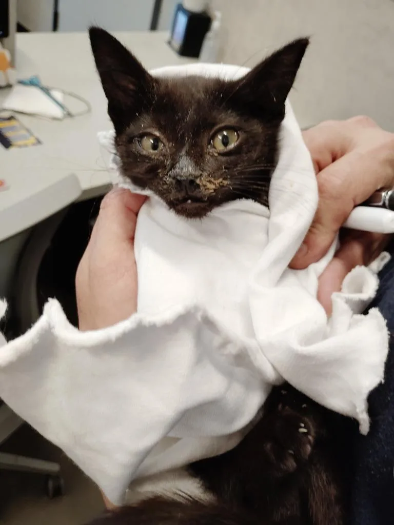 A baby medium-sized male Domestic Short Hair cat named Parker for adoption in Clarksville, TN