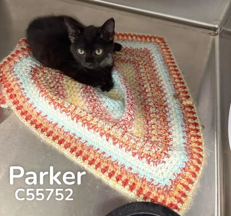 Parker thumbnail 2